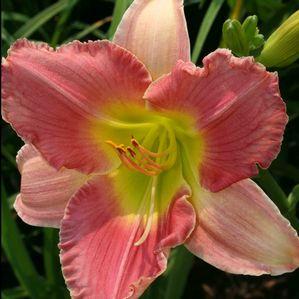 Hemerocallis  'Final Touch'