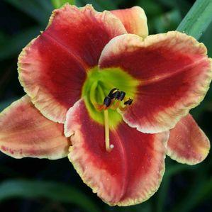 Hemerocallis  'Fire and Fog'