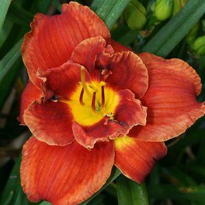 Hemerocallis  'Fires of Fuji'