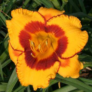 Hemerocallis  'Fooled Me'