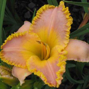 Hemerocallis  'French Lingerie'