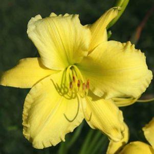 Hemerocallis  'Full  Swing'