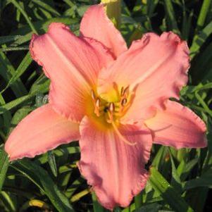 Hemerocallis 'Glowing Bouquet'