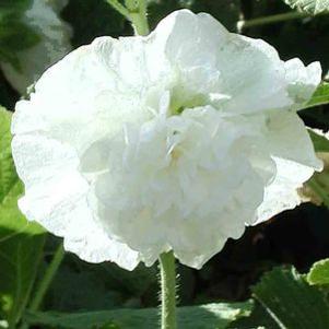 Alcea rosea 'Chater's White'