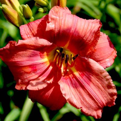 Hemerocallis  'Gordon Biggs'