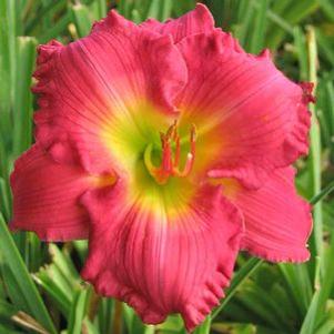 Hemerocallis  'Hush Little Baby'