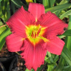 Hemerocallis  'James Marsh'