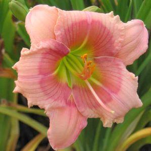 Hemerocallis  'Janice Brown'