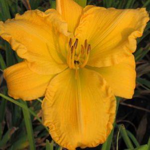 Hemerocallis  'Jen Melon'