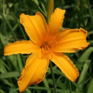 Hemerocallis  'Jersey Spider'