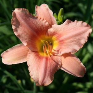 Hemerocallis  'Judith'