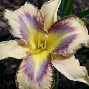 Hemerocallis  'Julie Newmar'