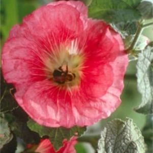 Alcea rosea 'Indian Spring'