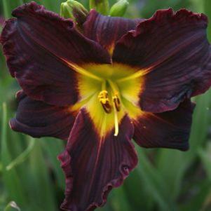 Hemerocallis  'Jungle Beauty'
