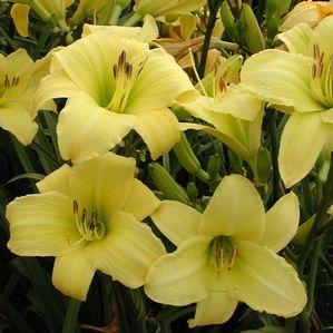 Hemerocallis  'Just Watch'