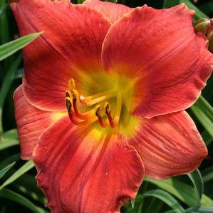 Hemerocallis  'Justin Miller'
