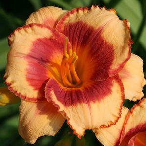 Hemerocallis  'Kiss the Girls'