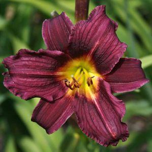 Hemerocallis  'Landscaper's Best Purple'