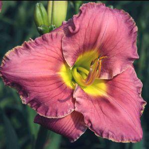Hemerocallis 'Lilac Suprise'