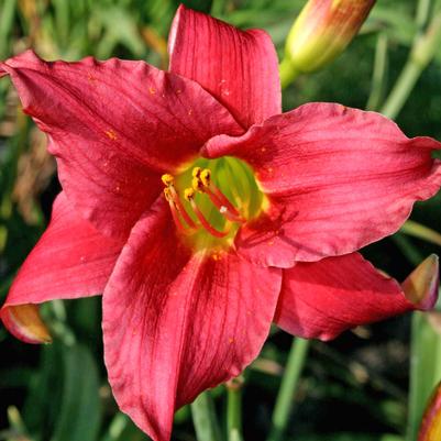 Hemerocallis  'Little Business'