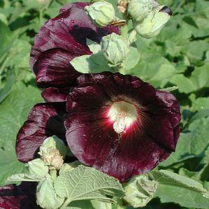 Alcea rosea 'Nigra'