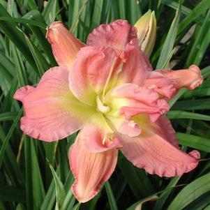 Hemerocallis  'Longfields Twins'