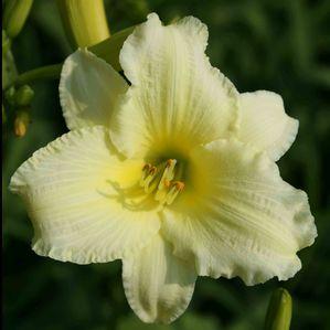 Hemerocallis  'May May'
