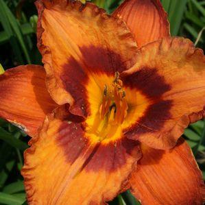 Hemerocallis  'Mighty Chestnut'