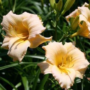 Hemerocallis  'Mini Pearl'