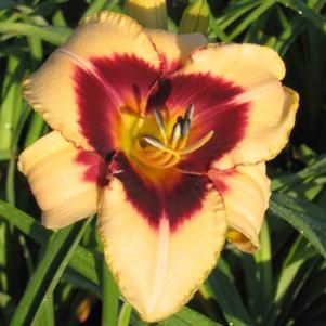 Hemerocallis  'Modern Design'