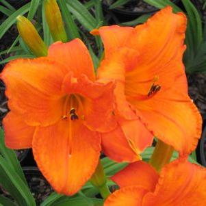 Hemerocallis  'My Reggae Tiger'