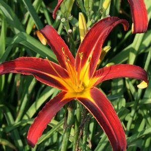 Hemerocallis  'Nona's Garnet Spider'