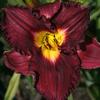 Hemerocallis  'Nosferatu'