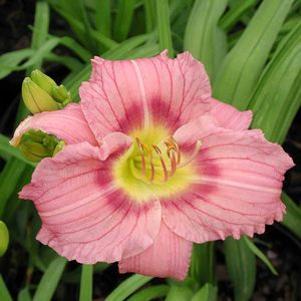 Hemerocallis  'Numinous Moments'