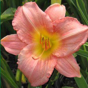 Hemerocallis  'Painted Pink'
