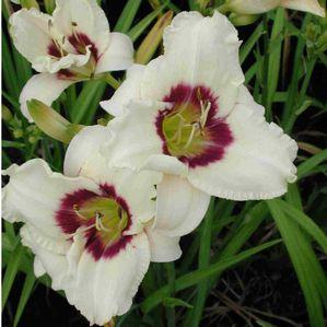 Hemerocallis  'Pandora's Box'