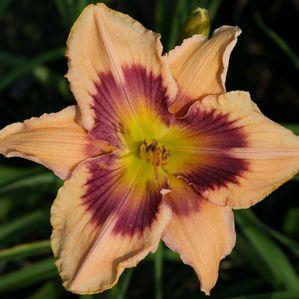 Hemerocallis  'Paper Butterfly'