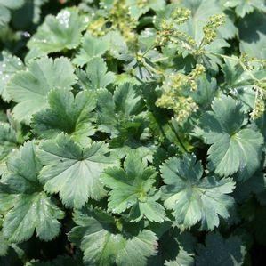 Alchemilla erythropoda