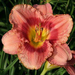 Hemerocallis  'Pardon Me Boy'