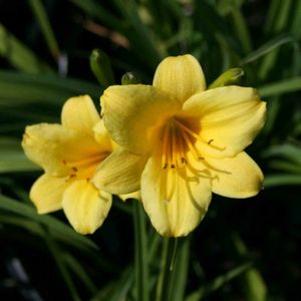 Hemerocallis  'Penny's Worth'