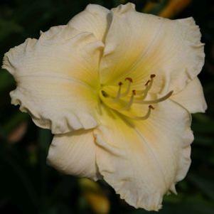 Hemerocallis  'Porcelain Ruffles'