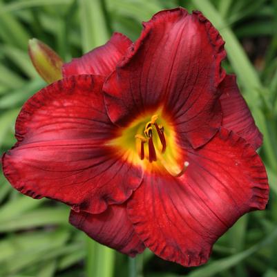 Hemerocallis  'Prairie Wildfire'