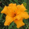 Hemerocallis  'Prester John'