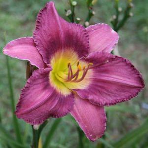 Hemerocallis  'Razzamatazz'