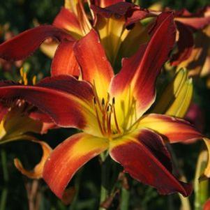 Hemerocallis 'Red Suspenders'