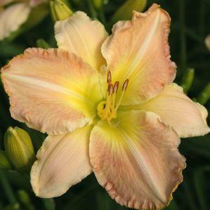 Hemerocallis  'Ruffled Pantaloons'