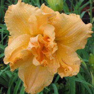 Hemerocallis  'Savannah Debutante'