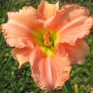 Hemerocallis  'Scott Crowley'