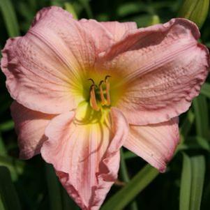Hemerocallis 'Selma Rose'