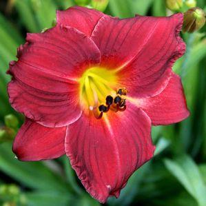 Hemerocallis  'Siloam Red Ruby'